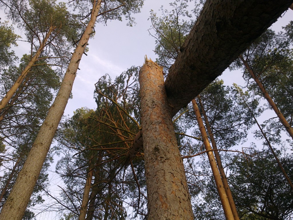 Knækket og væltet træ! Tisvilde Hegn efter stormen Bodil. Foto: Lars Rudolph ©