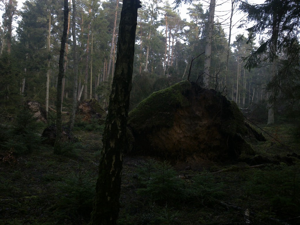 Rodvæltede træer i Tisvilde Hegn ved Ramløse Å. Foto: Lars Rudolph ©