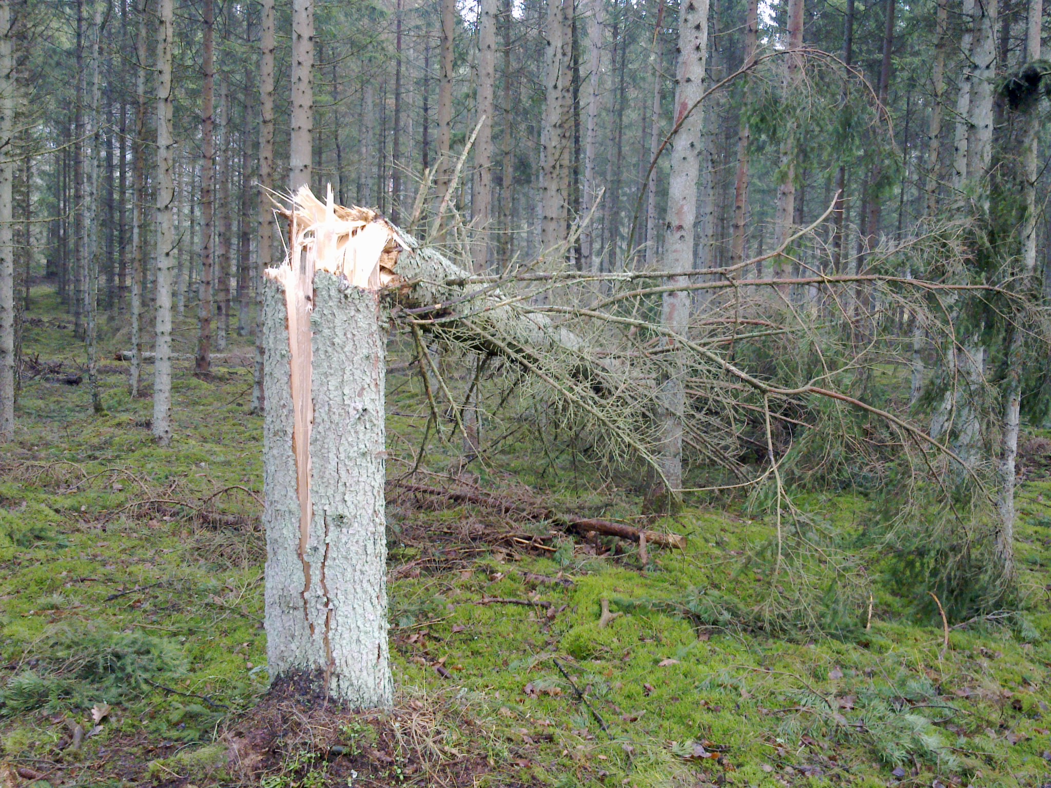Splintret og knækket træ. Tisvilde Hegn efter stormen Bodil. Foto: Lars Rudolph ©